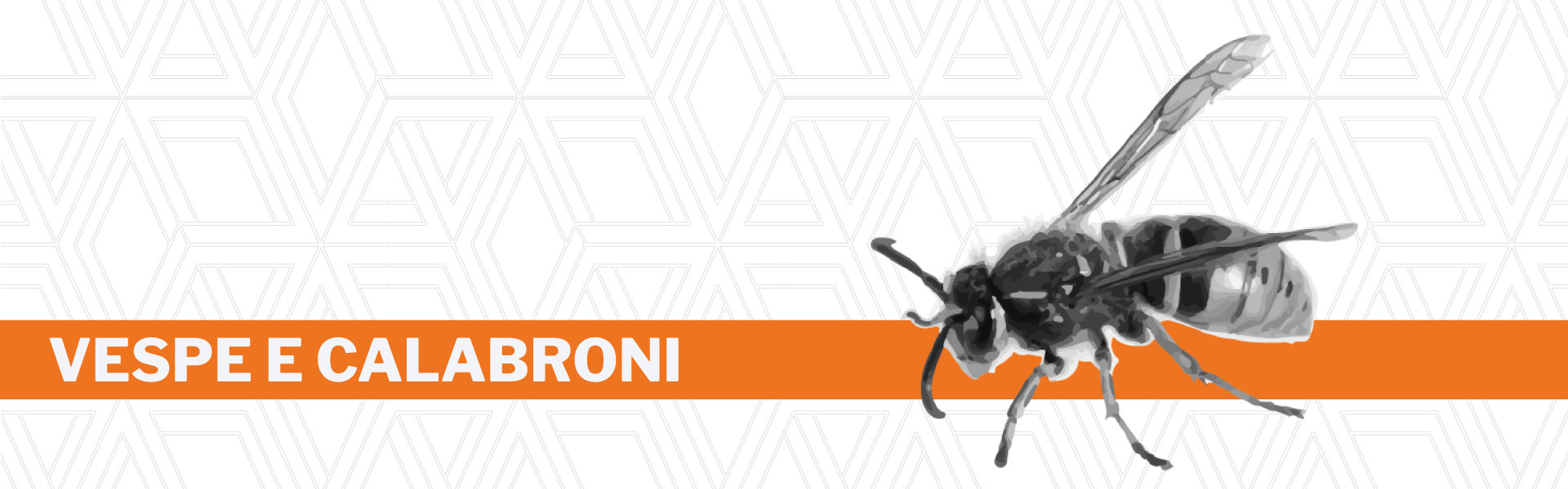 Disinfestazione vespe e calabroni Urania srl